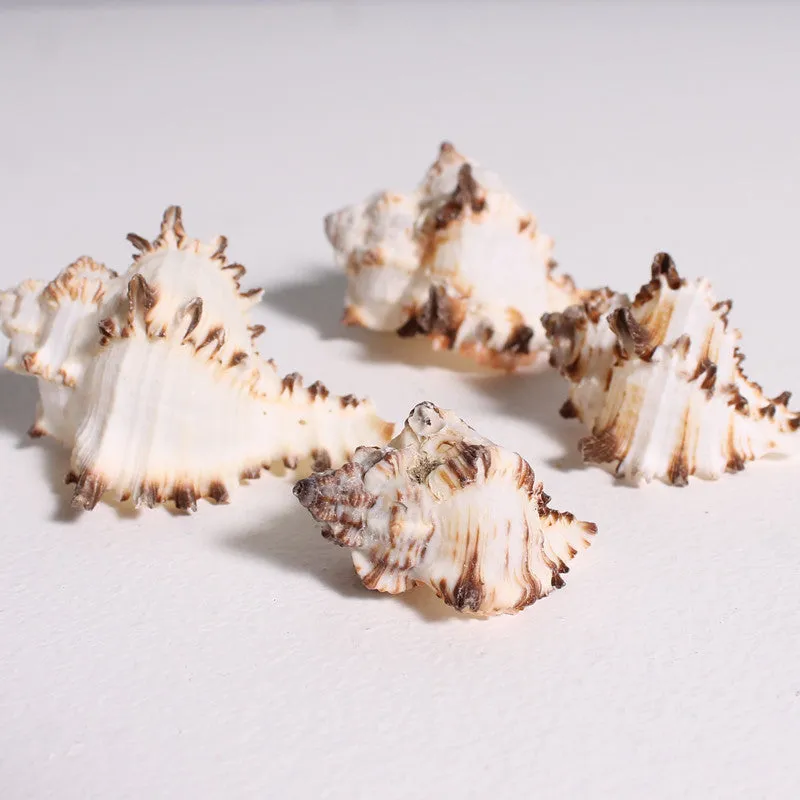 Shells Lace Murex